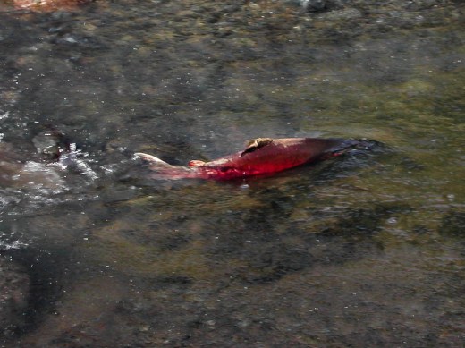 coho salmon