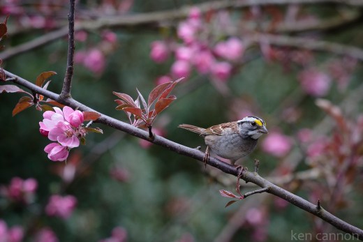 White Throated Sparrow